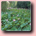 lacul cu lotusi