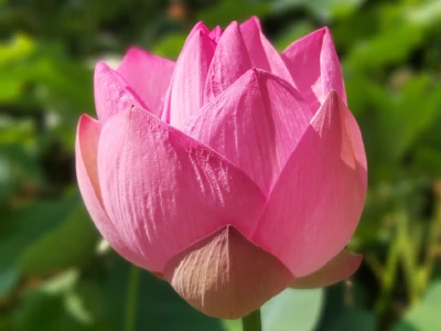 Lotus termal