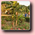 parc