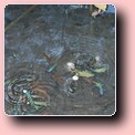 pestisori